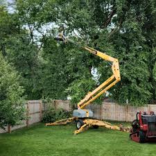 Professional Tree Care Services in Ruston, WA