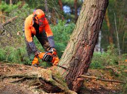 Best Tree Planting  in Ruston, WA