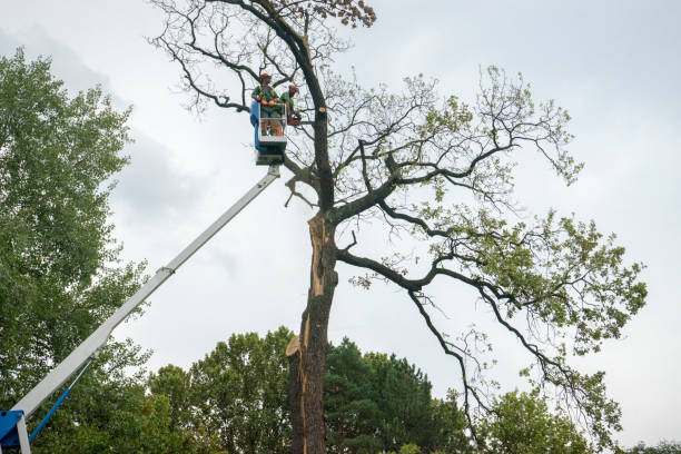 Best Tree Cabling and Bracing  in Ruston, WA