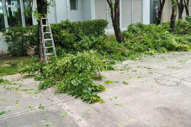 Best Lot and Land Clearing  in Ruston, WA