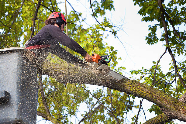 Leaf Removal in Ruston, WA